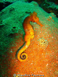 Seahorse at Rosemand's Trench by Claudius Fevriere 